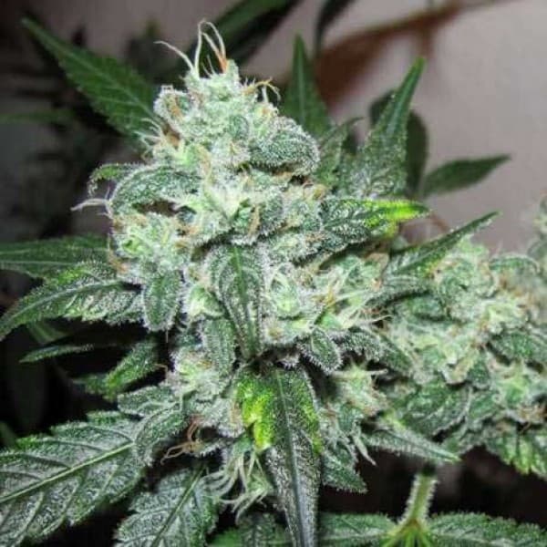 CBD-Cannabis Samen: Entdecke die Vielfalt bei Gorilla
