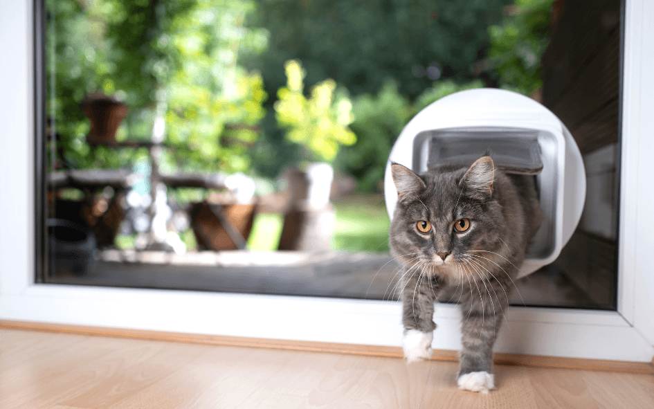 Wie eine Katzenklappe Ihrer Katze mehr Unabhängigkeit verleiht