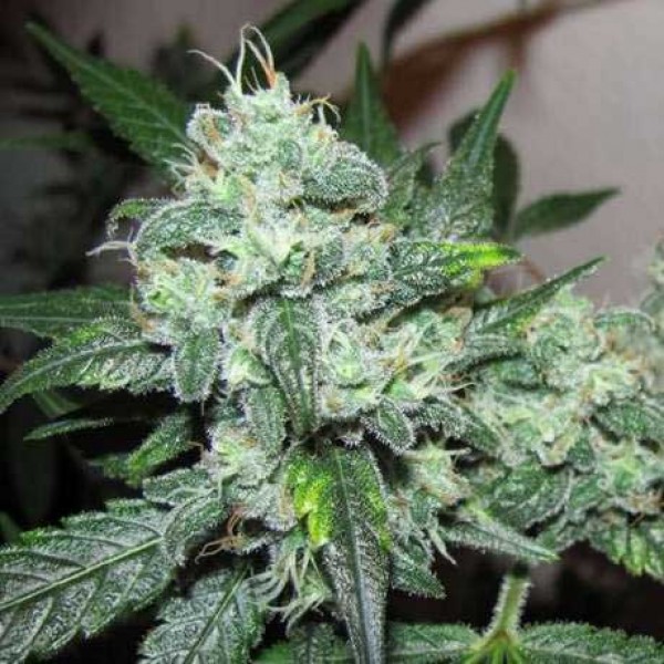 CBD-Cannabis Samen: Entdecke die Vielfalt bei Gorilla